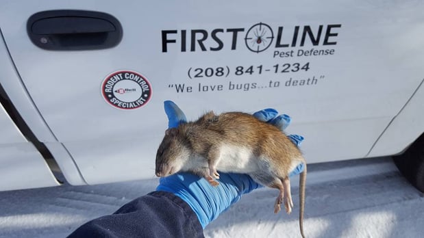 Images First Line Pest Defense