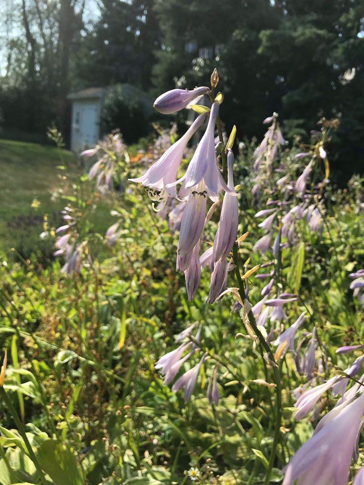 T. O'Donnell Landscaping Photo