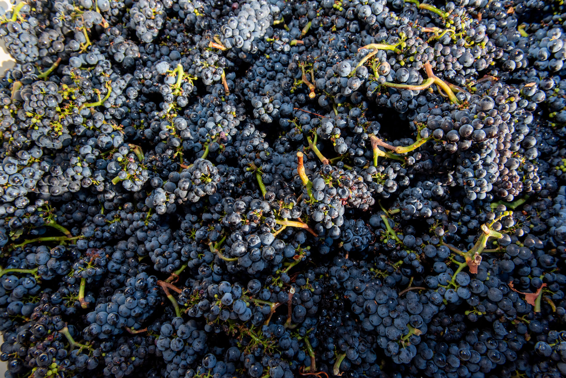 Black Walnut Inn & Vineyard Image