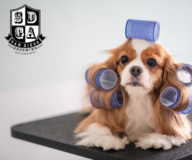Images San Diego Grooming Academy