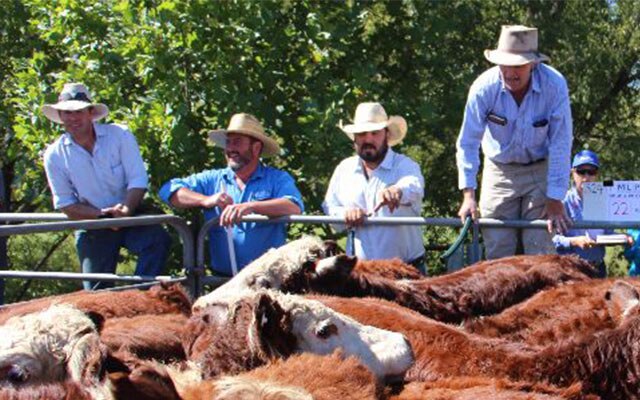 Images Monaro Livestock & Property Pty Ltd