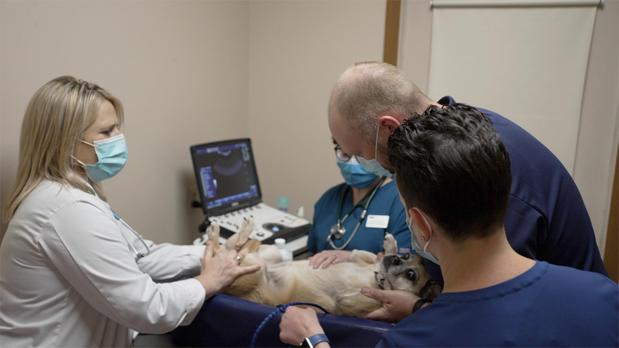 Images VCA Montgomery Road Animal Hospital