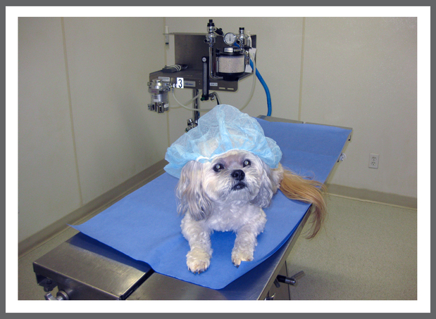 Images VCA Advanced Care Animal Hospital