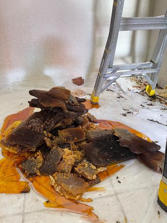 Images Miami Bee Removal Corp.