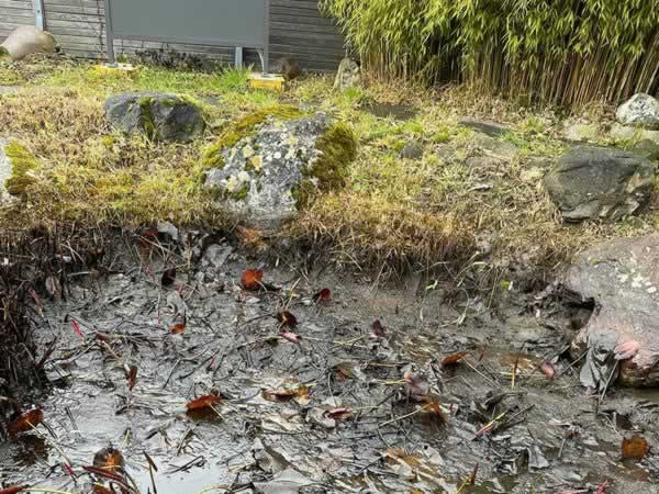 Bilder BRÜHWILER-GARTENBAU, BAUMPFLEGE