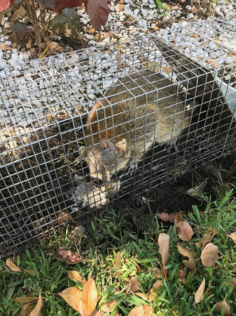 Images Rusty's Exterminators, Inc.