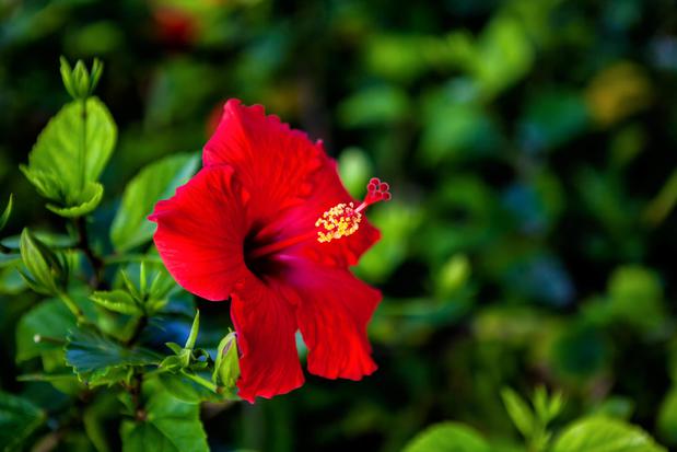 Images Sanibel Island Beach Resort