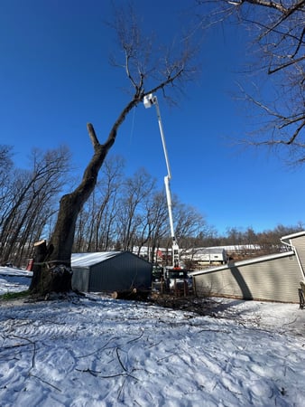 Images O'Brien Outdoors Tree Service