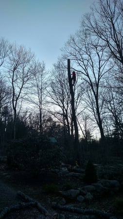 Images Foppema Tree Care