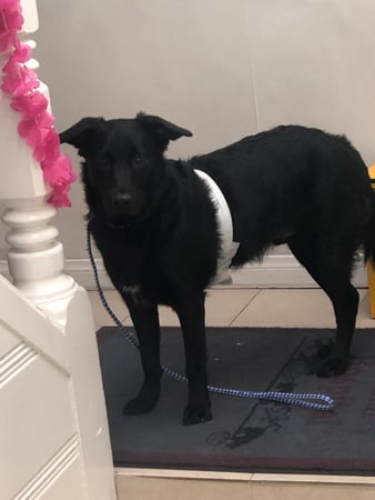 Images Melrose La Brea Animal Hospital