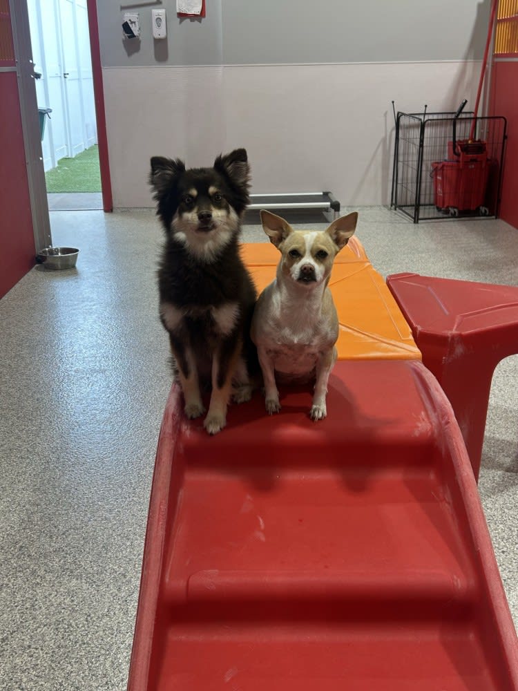 The Dog Stop - Katy Image