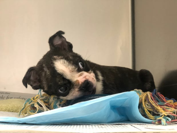 Images Melrose La Brea Animal Hospital