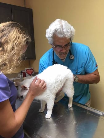 Images Manatee Veterinary Clinic