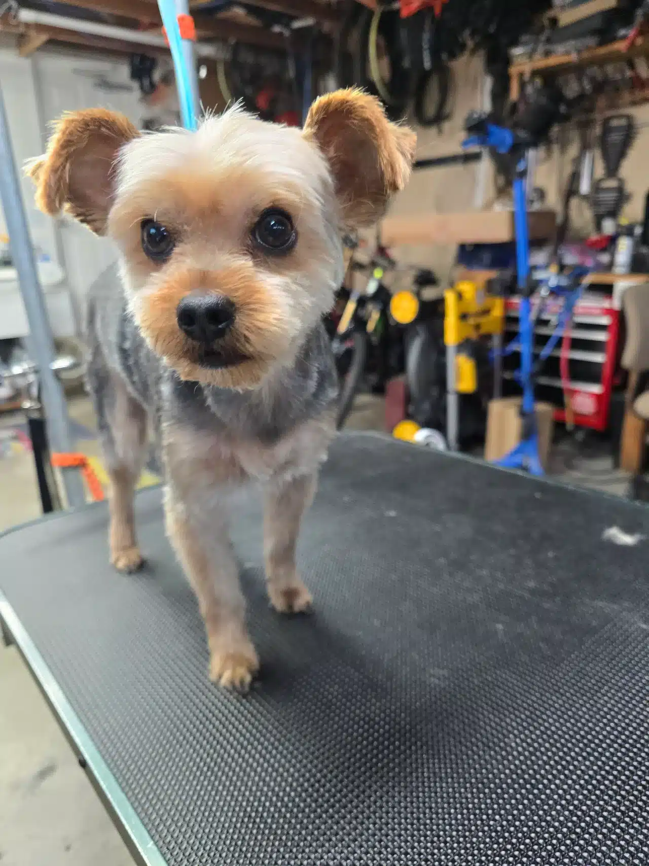 Dog Haircuts