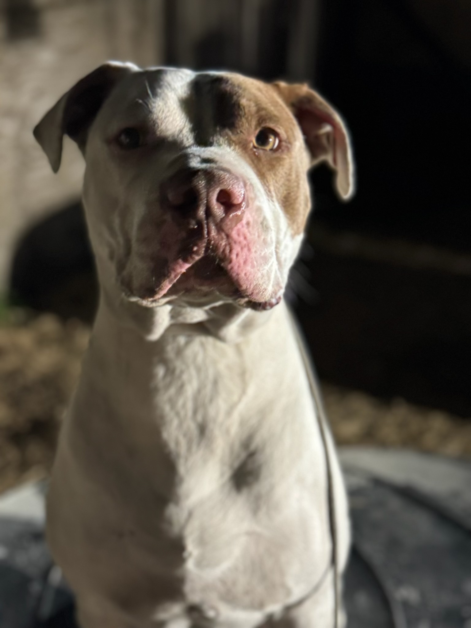Russell's K9 Academy Image