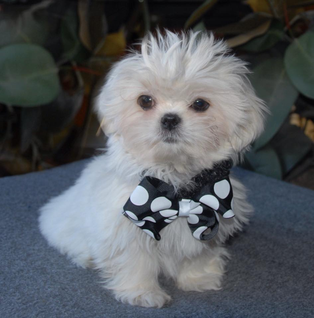 Images Victorian Dynasty Shih Tzu
