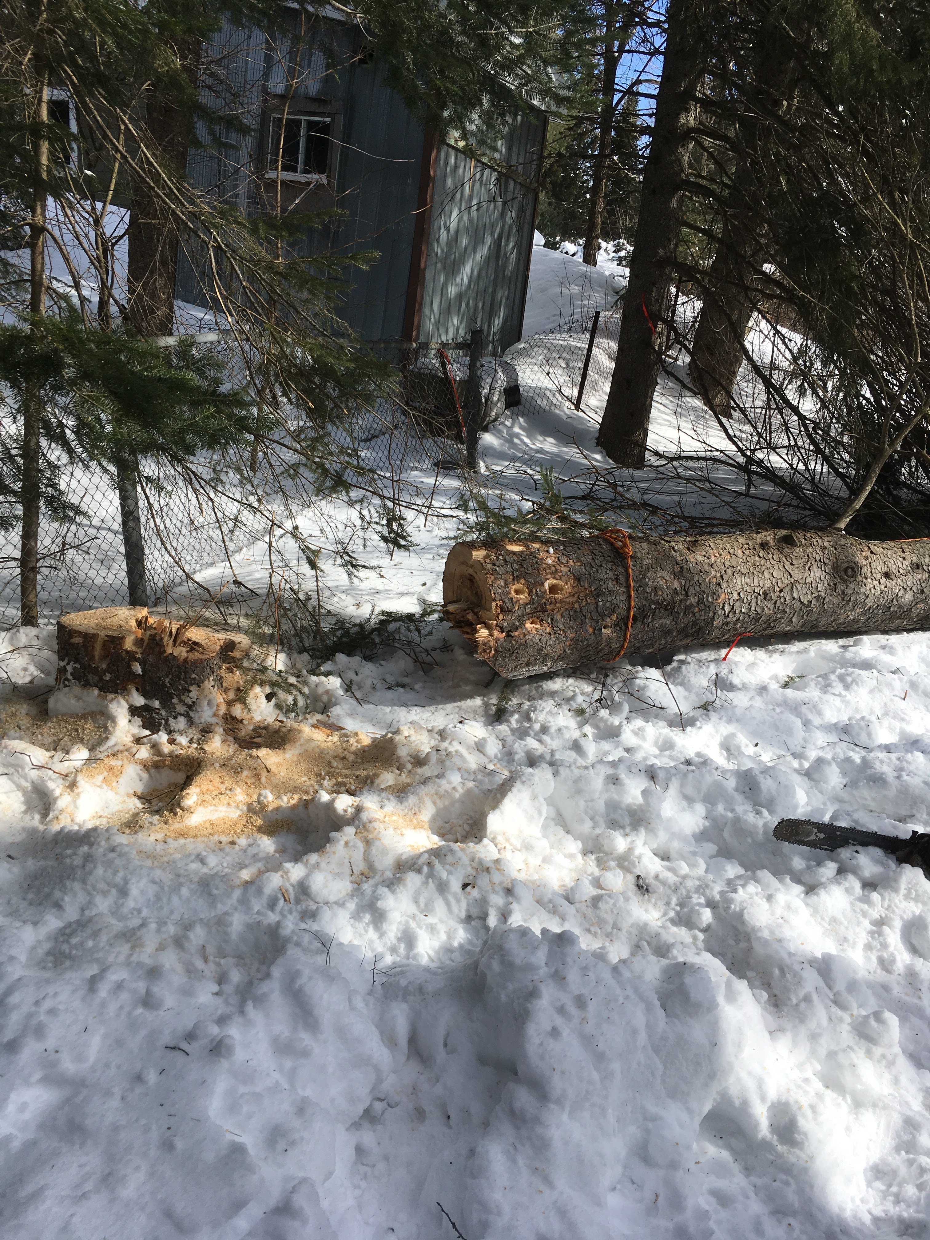 Images Élagage Frère d'Arbres