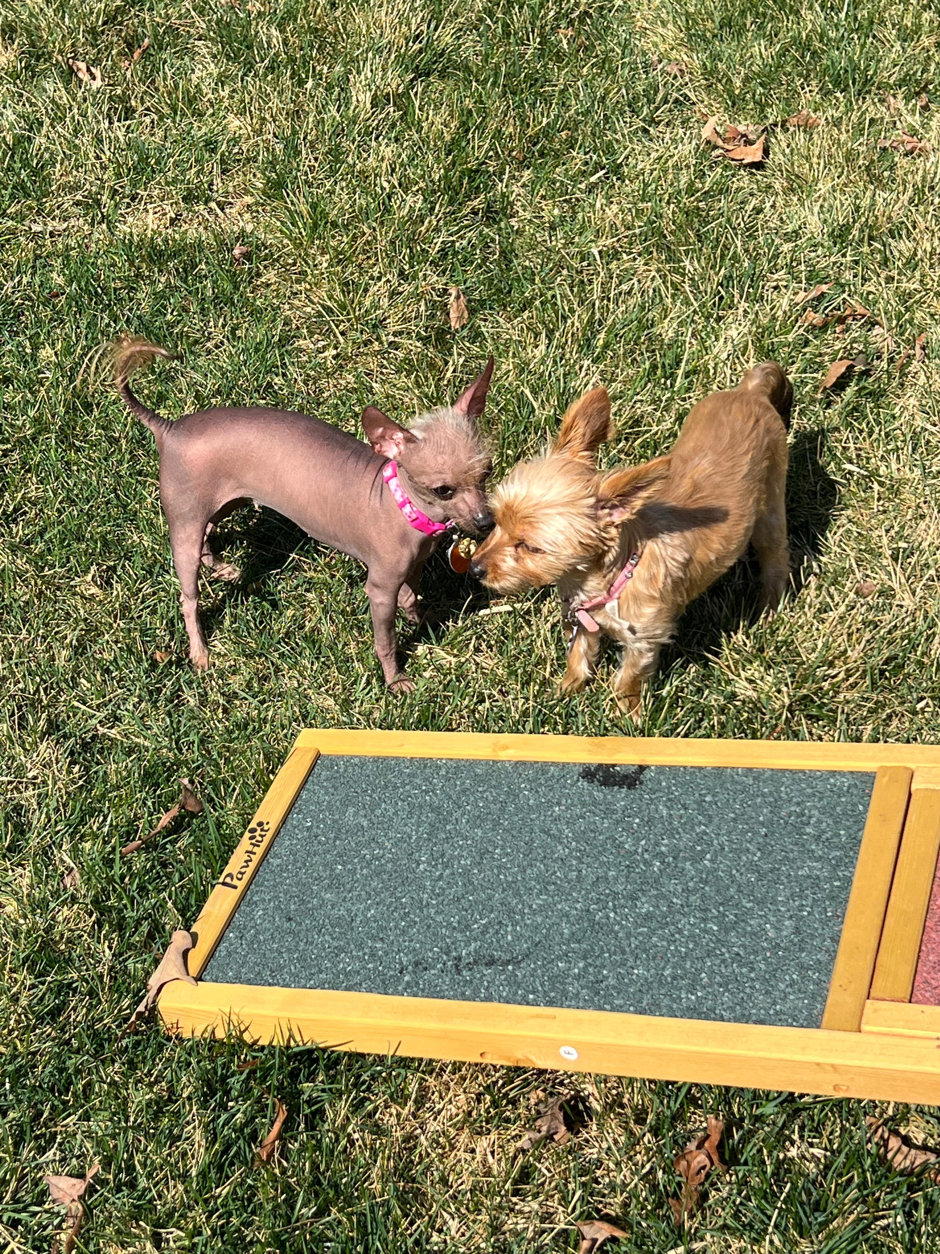 Doggy Day Care