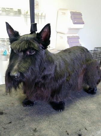 Images Happy Tails Groom & Board