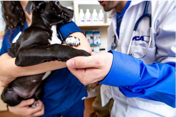 Images VCA Becker Animal Hospital and Pet Resort