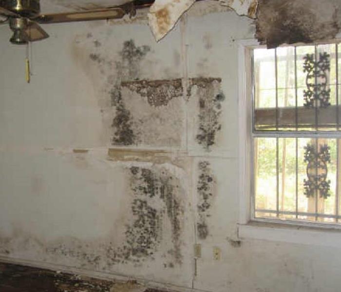 Mold In House