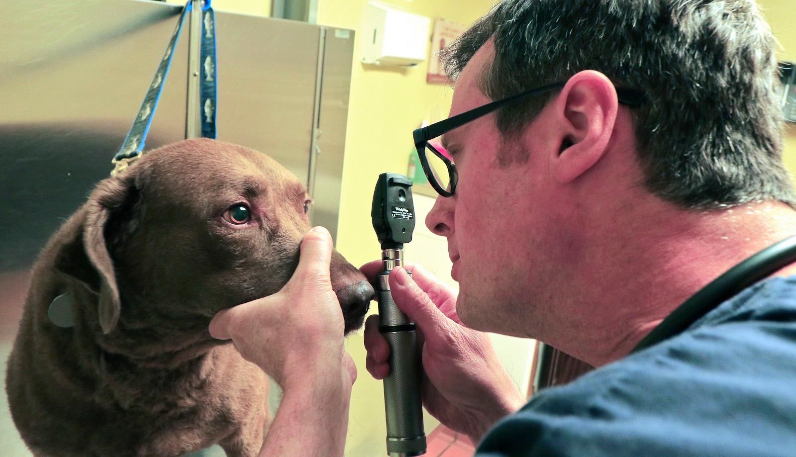 Your pet’s eyes are as delicate as they are beautiful! Dr. Kenneth Palmer, DVM, uses an ophthalmoscope to carefully examine this sweet dog’s eyes.