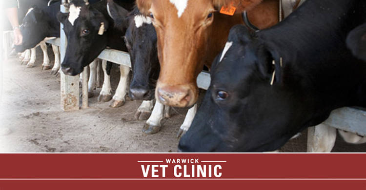 Allora Veterinary Clinic - Allora, QLD 4362 - (07) 4666 3127 | ShowMeLocal.com