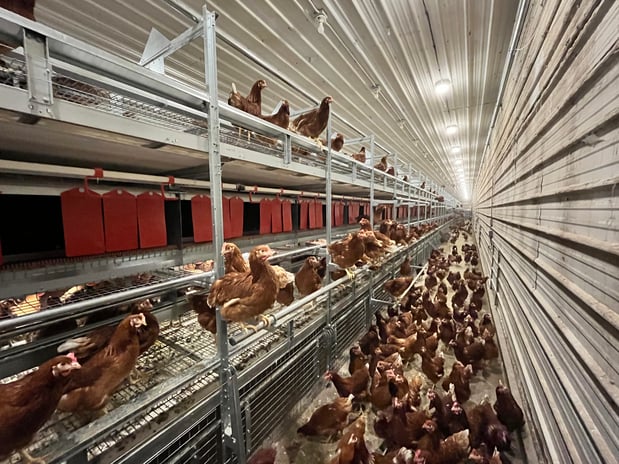 Images Mission Mountain Organic Eggs