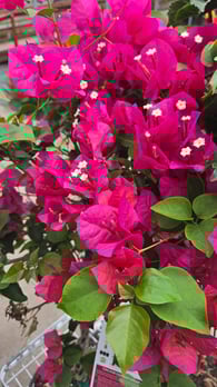 Images 3 Seasons Plantscaping