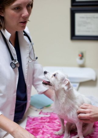 Images VCA Bellevue Veterinary Hospital