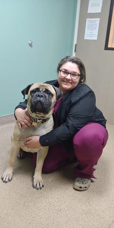 Images Premier Pack Dog Training And Behavaior Solutions