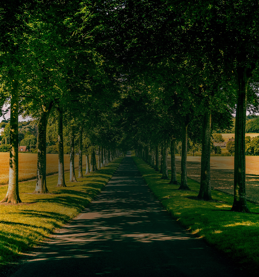 Picturesque tree-lined walking path with fields on other side on a sunny day.