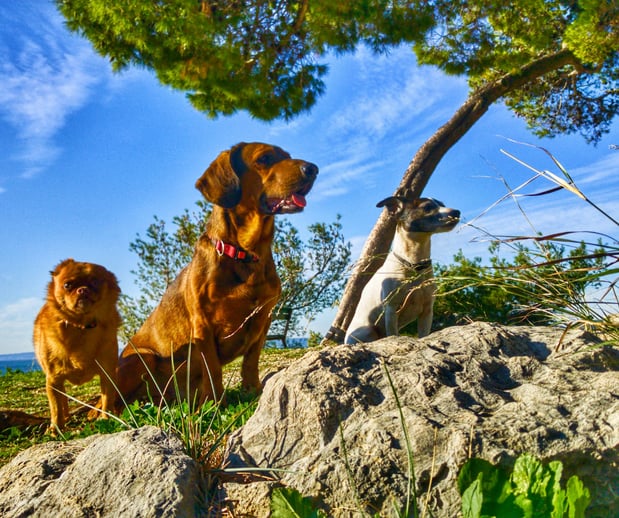 Images Great Outdogs