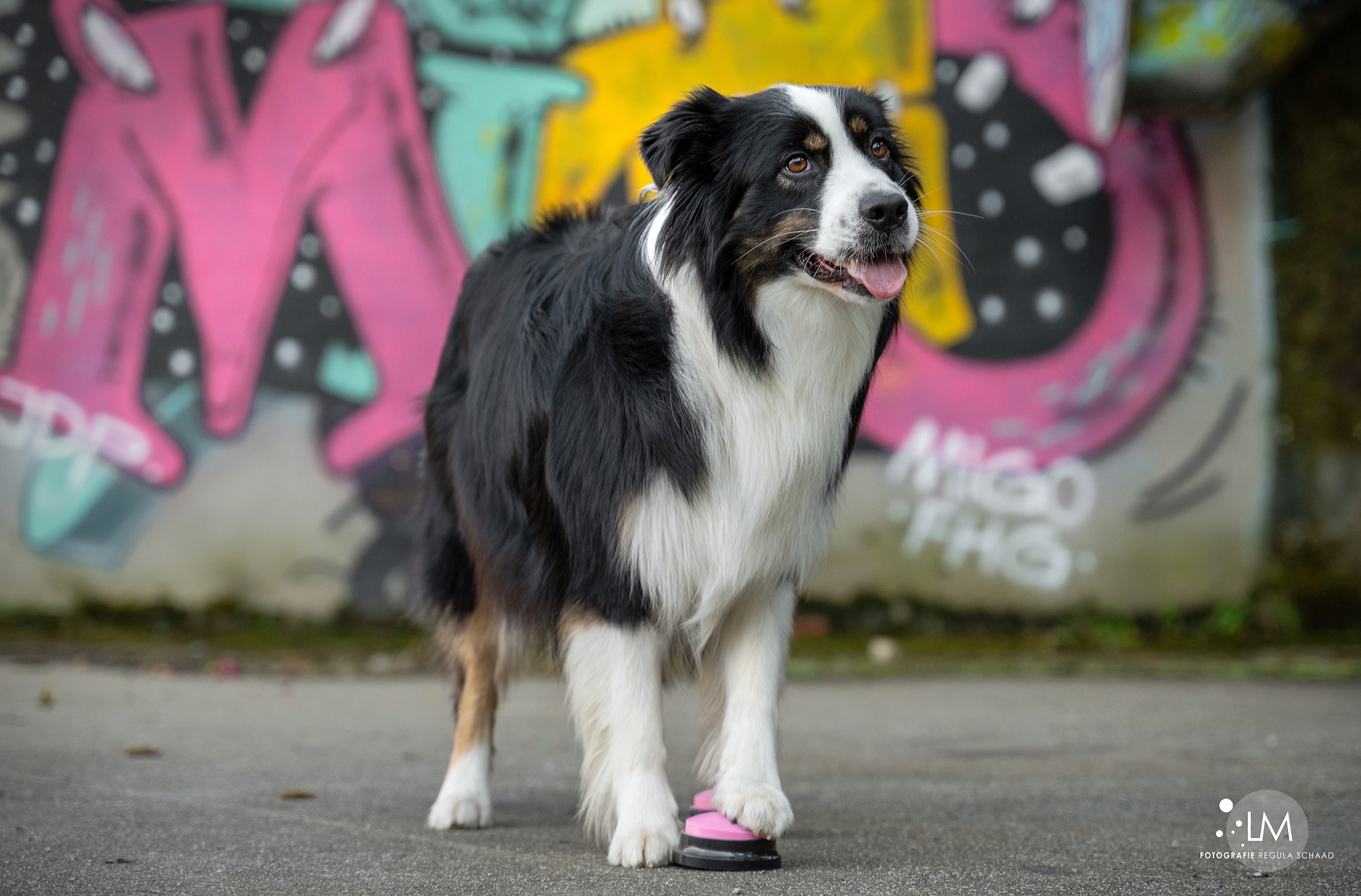 Bilder Lina, Hundert Prozent wau, Gesundheit, Training und Unterstützung für Hunde und ihre Menschen, Sandra Egli