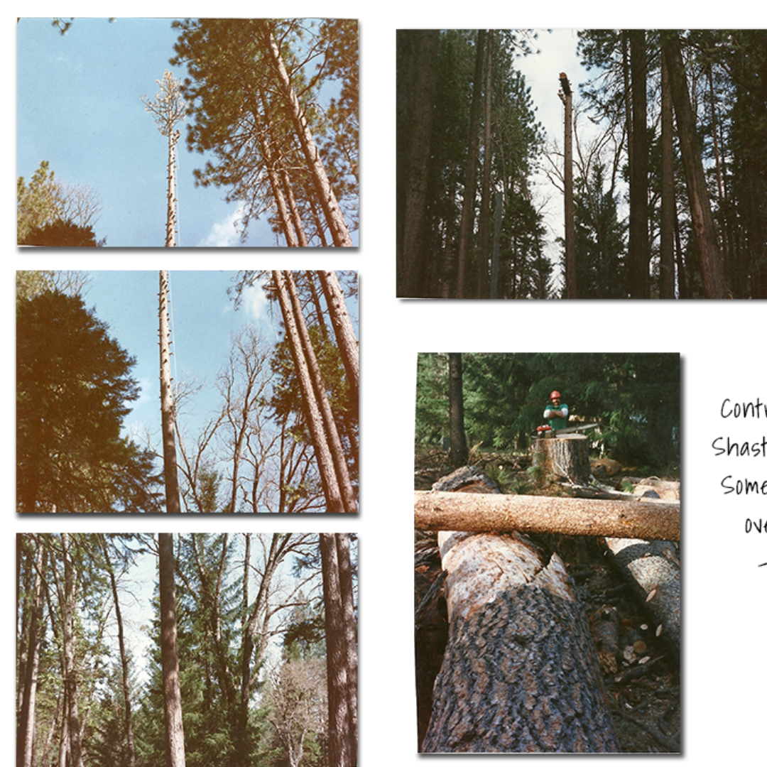 Heartwood West Tree Service Image