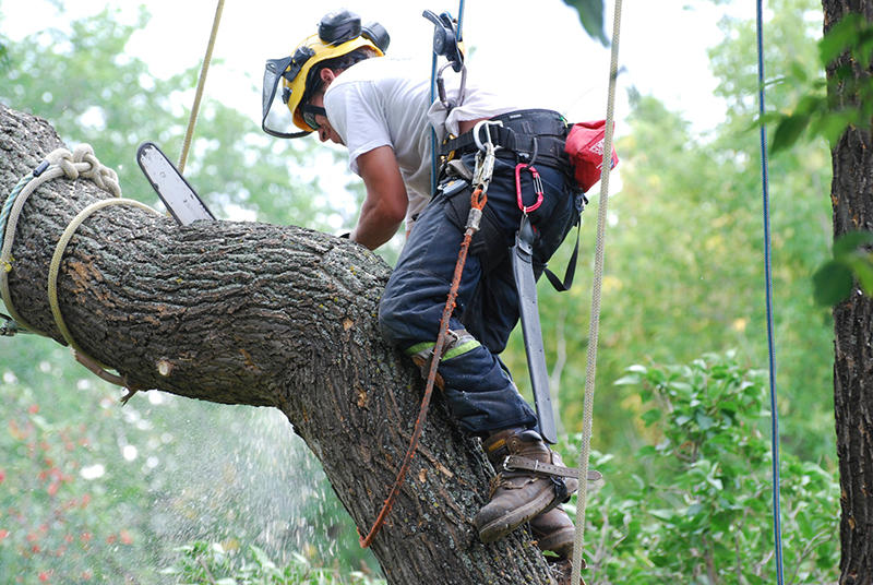 Pulla Tree Service LLC Photo