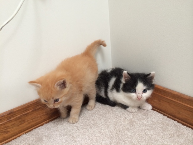 Images Life of Riley Pet Care