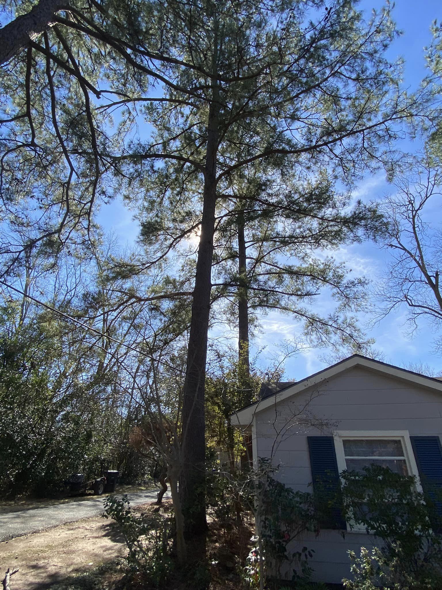 Bynog's Tree Services Image