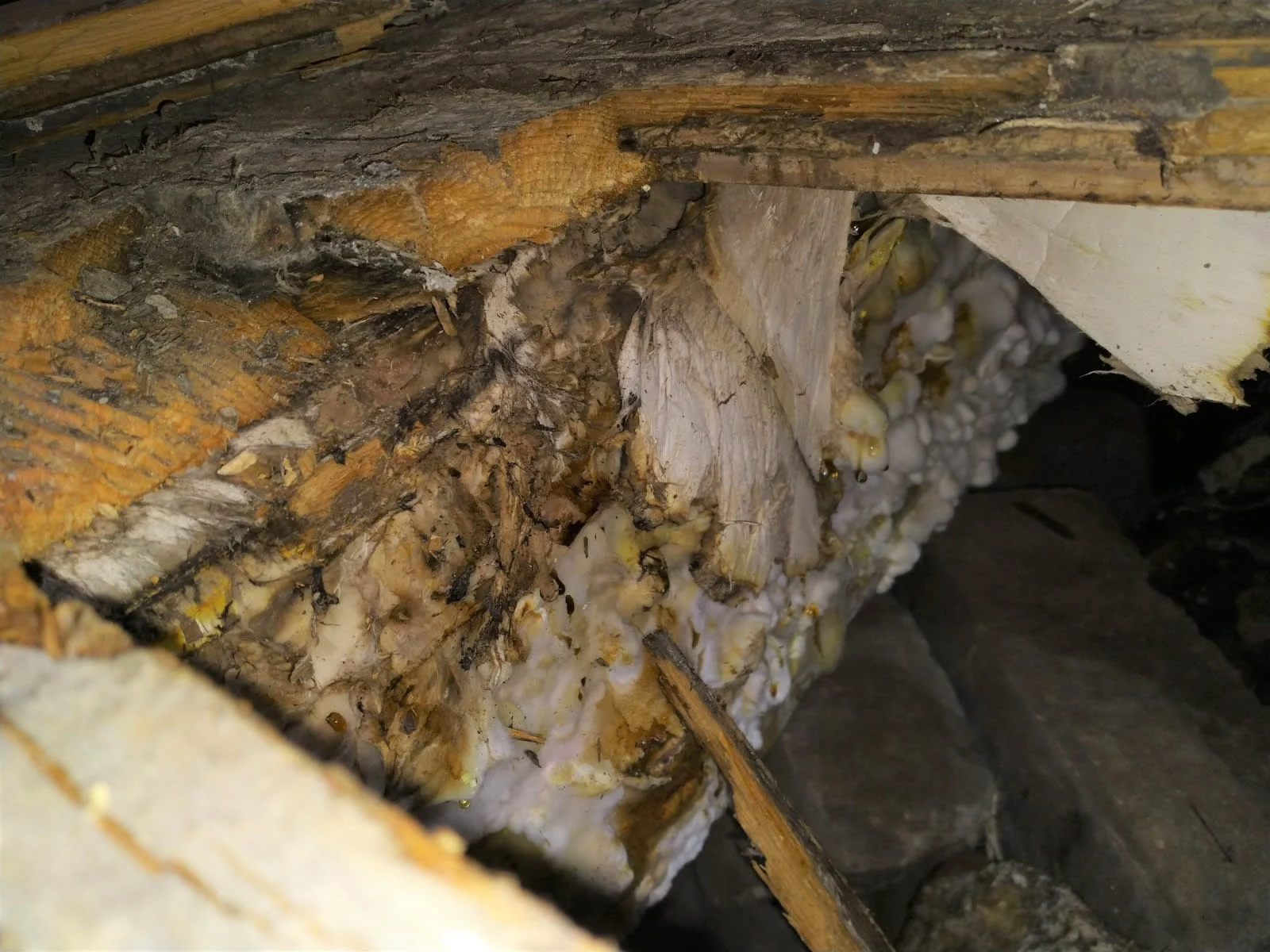 Images Damp Detectives