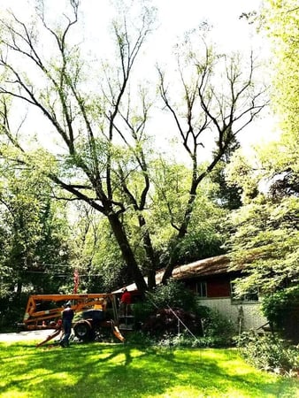 Images Paul's Tree Service