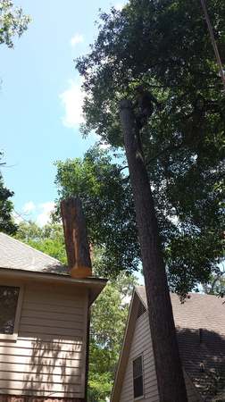 Images TNT Tree Service