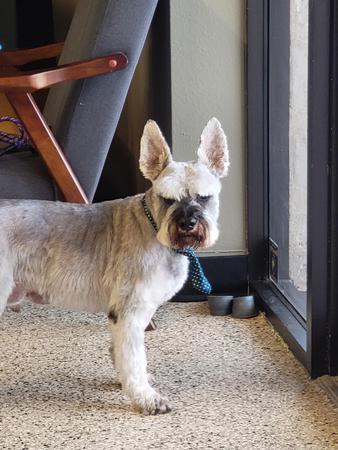 Images Well Groomed Pets McAllen