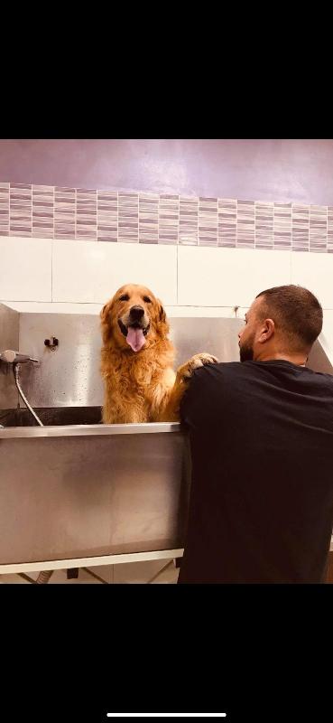 Images Pet Fashion - Toelettatura Professionale