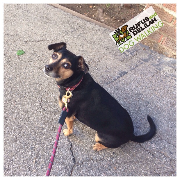 Images Rufus and Delilah Dog Walking & Pet Sitting