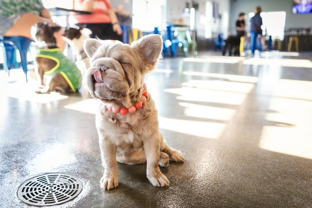 Images Crate Escapes Dog Park + Bar