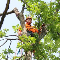 Images Varkauden arboristi- ja viherpalvelut Oy