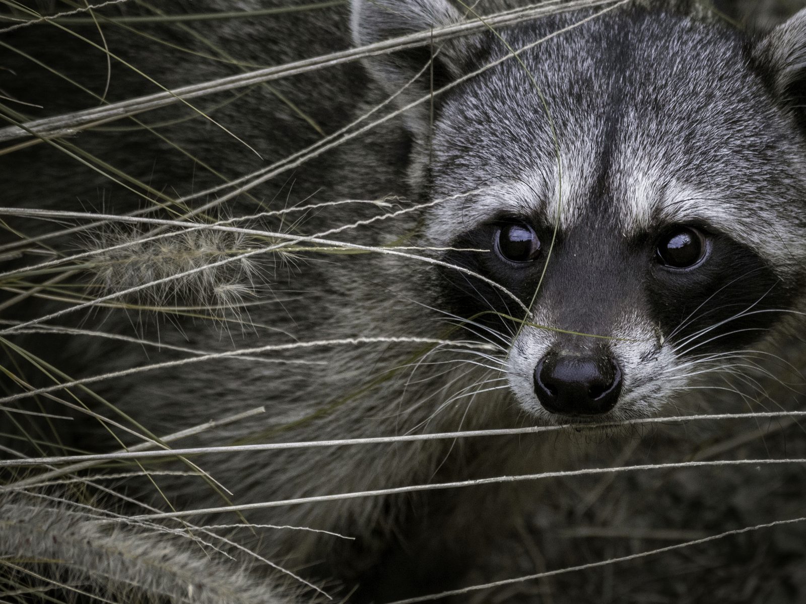 ATCO Wildlife