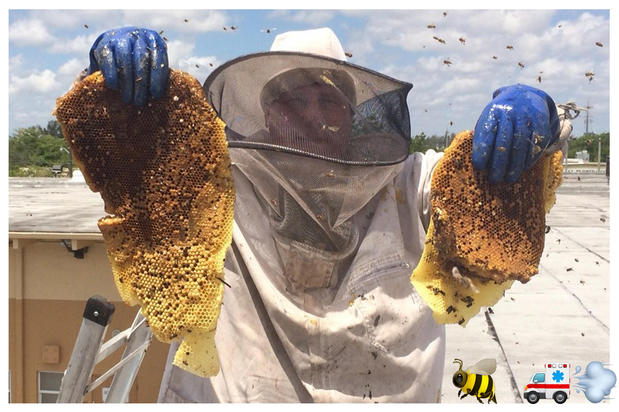 Images A Team Wildlife Removal & Bee Removal Miami