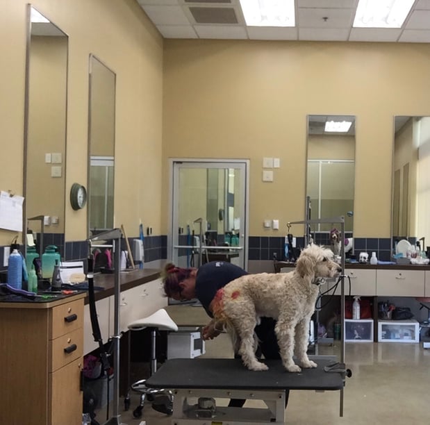 Images Petco