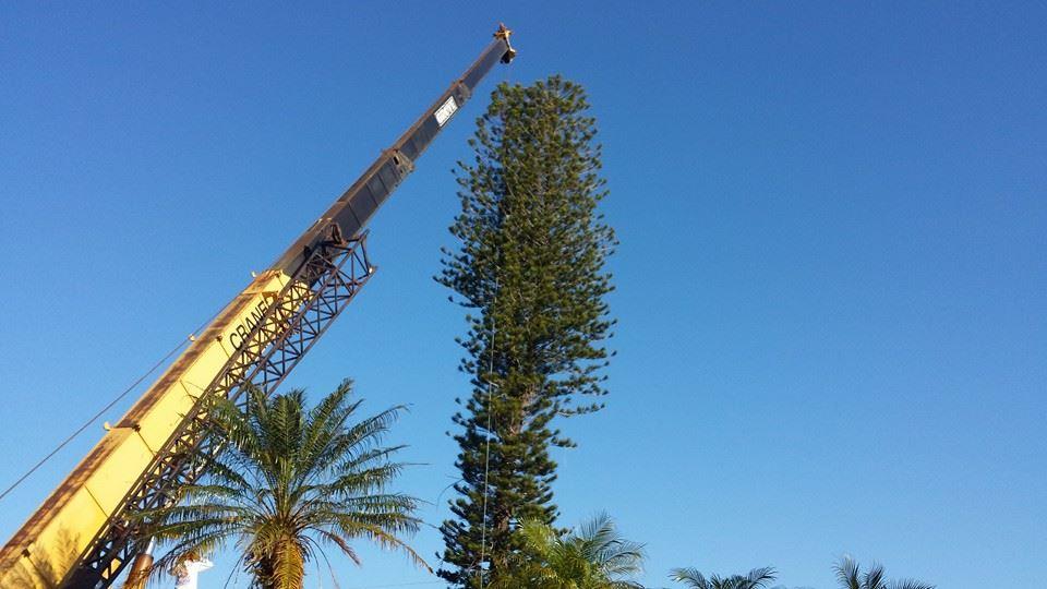 ABC Tree Services